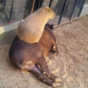 Meet your Posher, Annaya